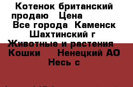 Котенок британский продаю › Цена ­ 3 000 - Все города, Каменск-Шахтинский г. Животные и растения » Кошки   . Ненецкий АО,Несь с.